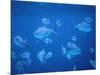 Tropical Fish, Caribbean-Lauree Feldman-Mounted Photographic Print