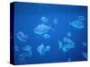 Tropical Fish, Caribbean-Lauree Feldman-Stretched Canvas