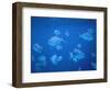 Tropical Fish, Caribbean-Lauree Feldman-Framed Photographic Print