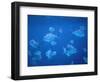 Tropical Fish, Caribbean-Lauree Feldman-Framed Photographic Print