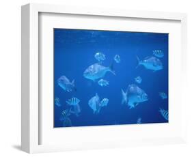 Tropical Fish, Caribbean-Lauree Feldman-Framed Photographic Print