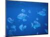 Tropical Fish, Caribbean-Lauree Feldman-Mounted Photographic Print