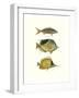 Tropical Fish I-Georges Cuvier-Framed Premium Giclee Print