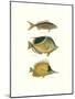 Tropical Fish I-Georges Cuvier-Mounted Premium Giclee Print