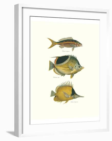 Tropical Fish I-Georges Cuvier-Framed Premium Giclee Print