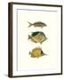 Tropical Fish I-Georges Cuvier-Framed Premium Giclee Print