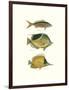 Tropical Fish I-Georges Cuvier-Framed Premium Giclee Print