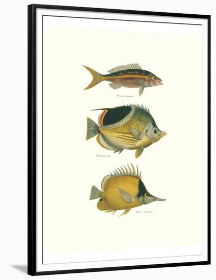 Tropical Fish I-Georges Cuvier-Framed Premium Giclee Print