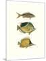 Tropical Fish I-Georges Cuvier-Mounted Premium Giclee Print