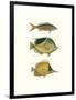 Tropical Fish I-Georges Cuvier-Framed Premium Giclee Print