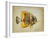 Tropical Fish I-Sydney Edmunds-Framed Giclee Print