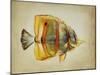 Tropical Fish I-Sydney Edmunds-Mounted Giclee Print