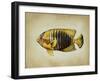 Tropical Fish II-Sydney Edmunds-Framed Giclee Print