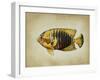 Tropical Fish II-Sydney Edmunds-Framed Giclee Print