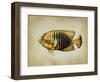 Tropical Fish II-Sydney Edmunds-Framed Giclee Print