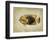 Tropical Fish II-Sydney Edmunds-Framed Giclee Print