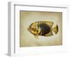 Tropical Fish II-Sydney Edmunds-Framed Giclee Print