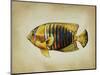 Tropical Fish II-Sydney Edmunds-Mounted Giclee Print