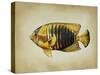 Tropical Fish II-Sydney Edmunds-Stretched Canvas