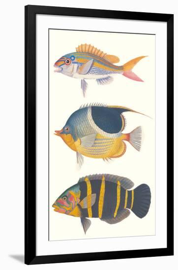 Tropical Fish III-null-Framed Premium Giclee Print