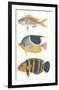 Tropical Fish III-null-Framed Premium Giclee Print