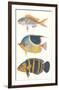 Tropical Fish III-null-Framed Premium Giclee Print