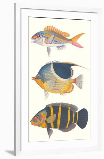 Tropical Fish III-null-Framed Premium Giclee Print