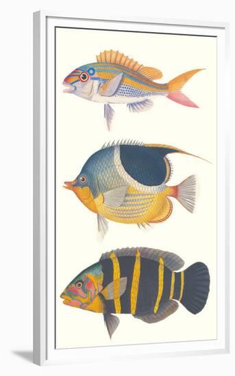 Tropical Fish III-null-Framed Premium Giclee Print