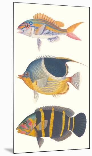 Tropical Fish III-null-Mounted Premium Giclee Print