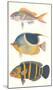Tropical Fish III-null-Mounted Premium Giclee Print
