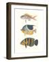 Tropical Fish III-null-Framed Art Print