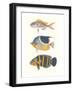 Tropical Fish III-null-Framed Art Print
