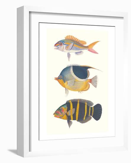 Tropical Fish III-null-Framed Art Print