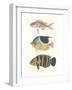 Tropical Fish III-null-Framed Art Print