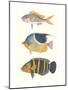Tropical Fish III-null-Mounted Art Print