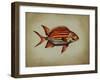 Tropical Fish III-Sydney Edmunds-Framed Giclee Print