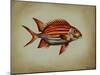 Tropical Fish III-Sydney Edmunds-Mounted Giclee Print