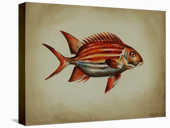 Tropical Fish III-Sydney Edmunds-Stretched Canvas