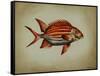 Tropical Fish III-Sydney Edmunds-Framed Stretched Canvas