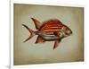 Tropical Fish III-Sydney Edmunds-Framed Giclee Print