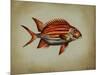 Tropical Fish III-Sydney Edmunds-Mounted Giclee Print