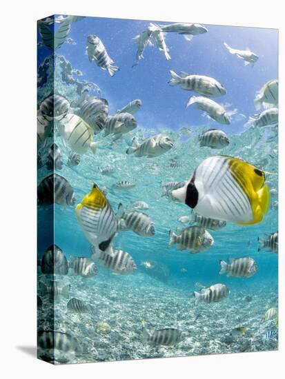 Tropical Fish in Bora-Bora Lagoon-Michele Westmorland-Stretched Canvas