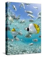 Tropical Fish in Bora-Bora Lagoon-Michele Westmorland-Stretched Canvas