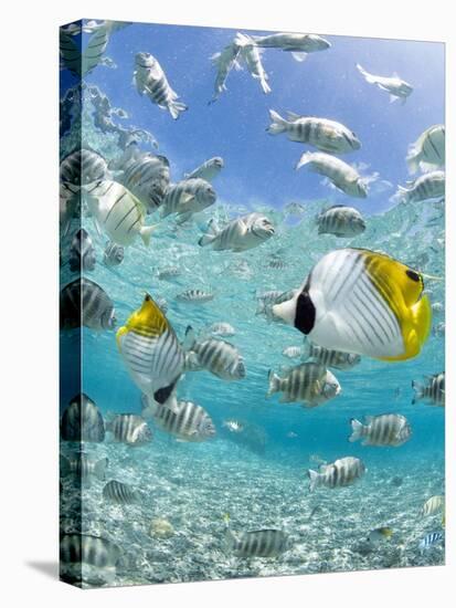 Tropical Fish in Bora-Bora Lagoon-Michele Westmorland-Stretched Canvas