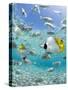 Tropical Fish in Bora-Bora Lagoon-Michele Westmorland-Stretched Canvas