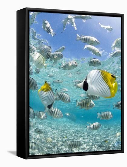 Tropical Fish in Bora-Bora Lagoon-Michele Westmorland-Framed Stretched Canvas