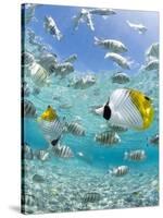 Tropical Fish in Bora-Bora Lagoon-Michele Westmorland-Stretched Canvas