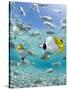 Tropical Fish in Bora-Bora Lagoon-Michele Westmorland-Stretched Canvas