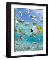 Tropical Fish in Bora-Bora Lagoon-Michele Westmorland-Framed Photographic Print