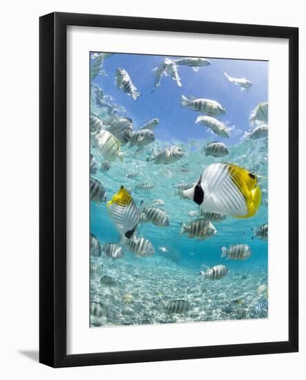 Tropical Fish in Bora-Bora Lagoon-Michele Westmorland-Framed Photographic Print